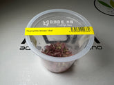 ADA 粉紅針葉柳 Hygrophila lancea 'Chai' IC417